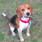 Atlanta Beagle Rescue